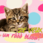 Chat "Ze veux un r��� bisou!"