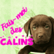 Chiot labrador "Fais-moi des c�lins"