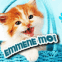 Chaton rouquin "Emm�ne-moi"