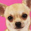 Chihuahua sur fond rose