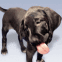 Chien qui l�che l'�cran