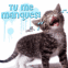Chat en larmes "Tu me manques!"