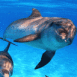 Une bande de dauphins