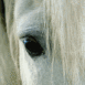 L'oeil d'un cheval blanc
