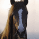 Quel cheval fantastique!