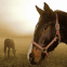 Des chevaux au repos