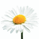 Marguerite