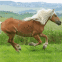 Cheval en pleine course