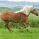 Cheval en pleine course