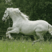 Un magnifique cheval blanc