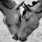 Chevaux amoureux