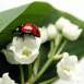 Une coccinelle sur du muguet