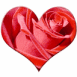 Rose dans un coeur