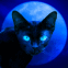 Chat myst�rieux au clair de lune