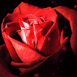 Rose rouge en gros plan