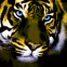 Tigre aux yeux per�ants