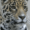 L�opard aux aguets
