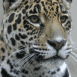 L�opard aux aguets