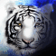 Tigre blanc dans la nuit