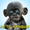 Singe "Je te manque?"