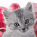 Petit chaton de no�l