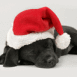 Chiot noir de No�l qui fait dodo