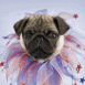 Chien pom-pom girl