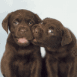 Deux chiots trop mignons se mordillent le museau
