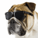 Chien portant des lunettes de soleil