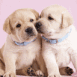 Des chiots qui se font pleins de bisous