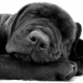 Chien qui fait dodo