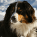 Chien de berger au regard per�ant