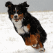 Chien courant dans la neige