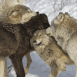 C�lins de loups