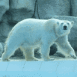 Ours polaire sur un glacier