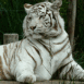 Tigre blanc au repos