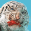 Attention, tigre m�chant!