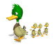 Promenade de canards