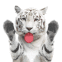 Tigre blanc qui l�che l'�cran