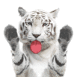 Tigre blanc qui lèche l'écran