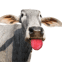 Cette vache lave votre �cran!