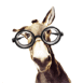 Un �ne � lunettes!