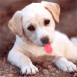 Le chiot nettoyeur d'�cran