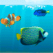 Un aquarium dans votre écran