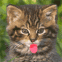 Mini chat l�cheur d'�cran