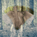 Un �l�phant nettoie votre �cran