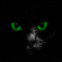 Chat apparaissant sur votre �cran