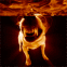 Chien agressif montrant les dents