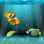 Un aquarium dans votre �cran