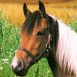 Cheval au repos